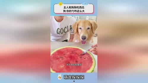 狗 吃瓜,瓜果盛宴