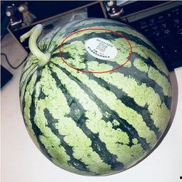 网红吃绿色瓜,吃出健康新风尚