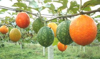 天天吃吊瓜行吗,健康生活每一天