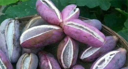 什么时候吃八月瓜好,八月瓜的最佳食用时机揭秘