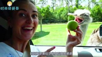 奇葩武器吃瓜哥视频,奇葩武器大揭秘，吃瓜哥带你领略异域军火秀