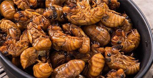 小知了被吃不吃瓜,吃瓜还是被吃，一念之间