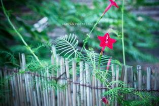 篱落吃瓜,夏日田园生活画卷