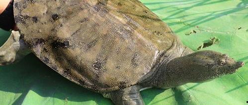 石瓜和甲鱼能一起吃吗,探究能否同食的饮食奥秘