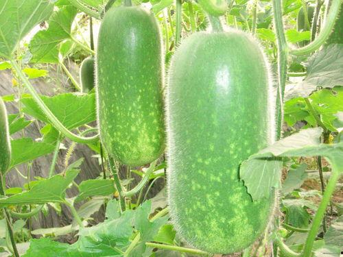 调皮吃瓜视频大全,趣味视频大盘点