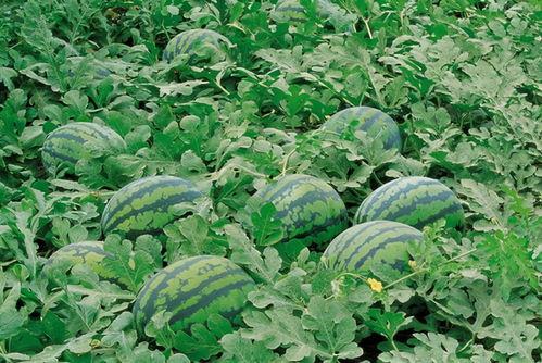 吃瓜蒲扇拍照推荐图片,定格清凉瞬间