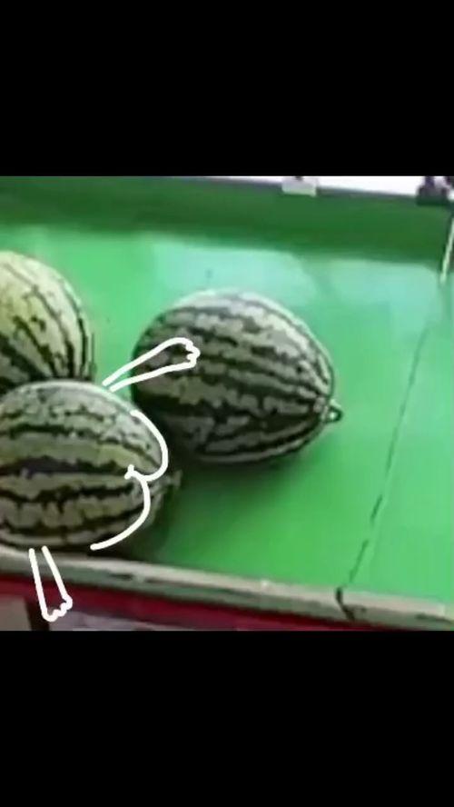 沙雕图吃瓜,揭秘网络热图的趣味与争议