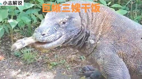 印度巨蜥4人吃瓜视频,温馨画面引网友热议