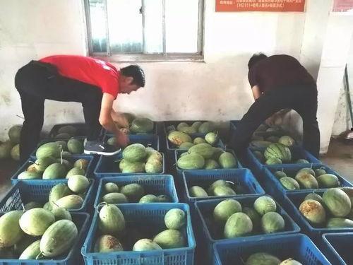 庄园吃瓜在哪里,揭秘网红打卡地的魅力所在