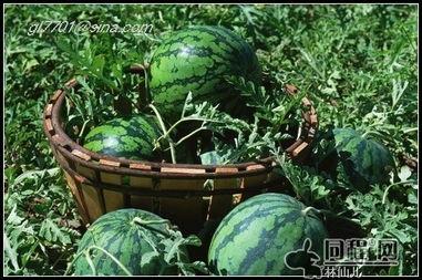 大家立秋吃瓜了吗,瓜果飘香，你吃瓜了吗？