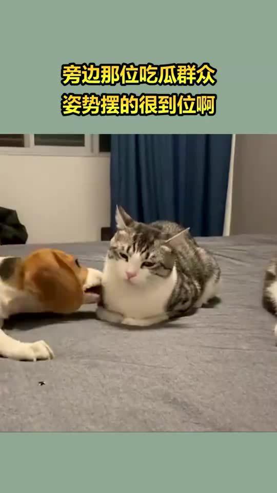 吃瓜群众挺到位,洞察社会热点，解读人间百态